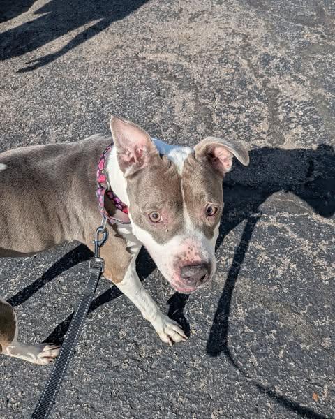 Enlarge Blu-Berry, a ADOPTABLE American Staffordshire Terrier in Ontario, NY image 3/4