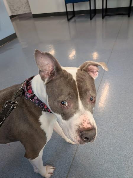 Enlarge Blu-Berry, a ADOPTABLE American Staffordshire Terrier in Ontario, NY image 4/4