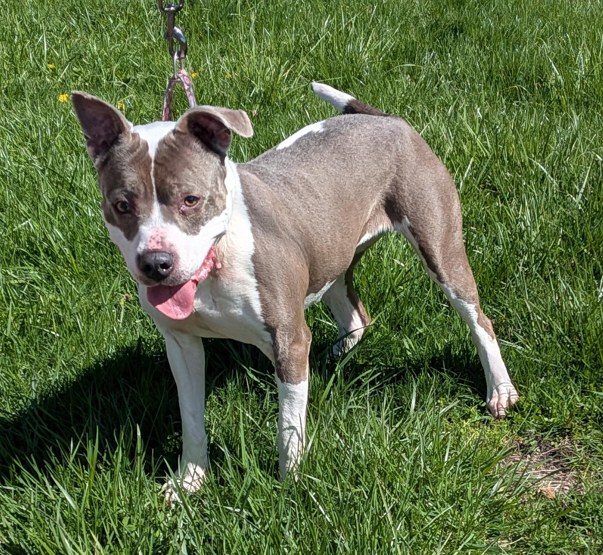 Enlarge Blu-Berry, a ADOPTABLE American Staffordshire Terrier in Ontario, NY image 1/4