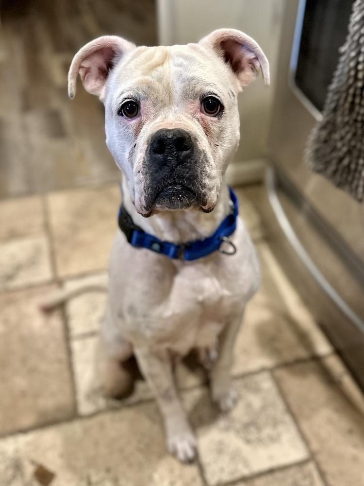 Lydia, Adoptable, Adult Female Boxer & Mixed Breed.
