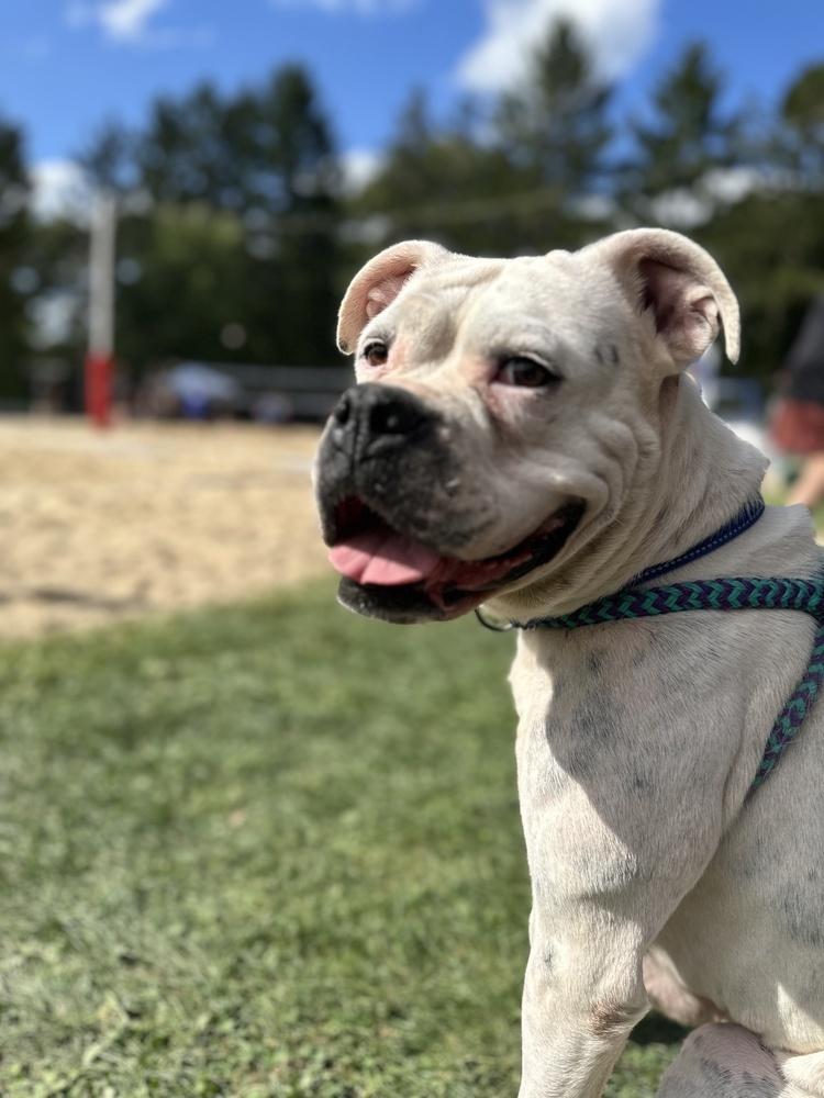 Lydia, a Adoptable mixed breed in Akron, OH image 3/6
