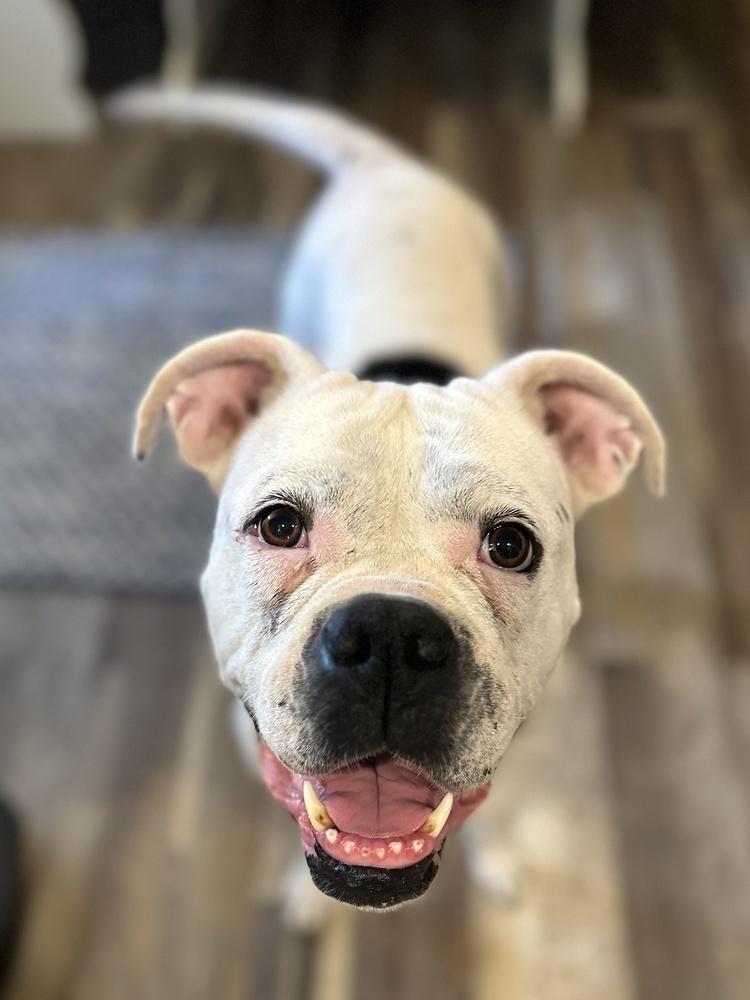 Lydia, Adoptable, Adult Female Boxer & Mixed Breed.