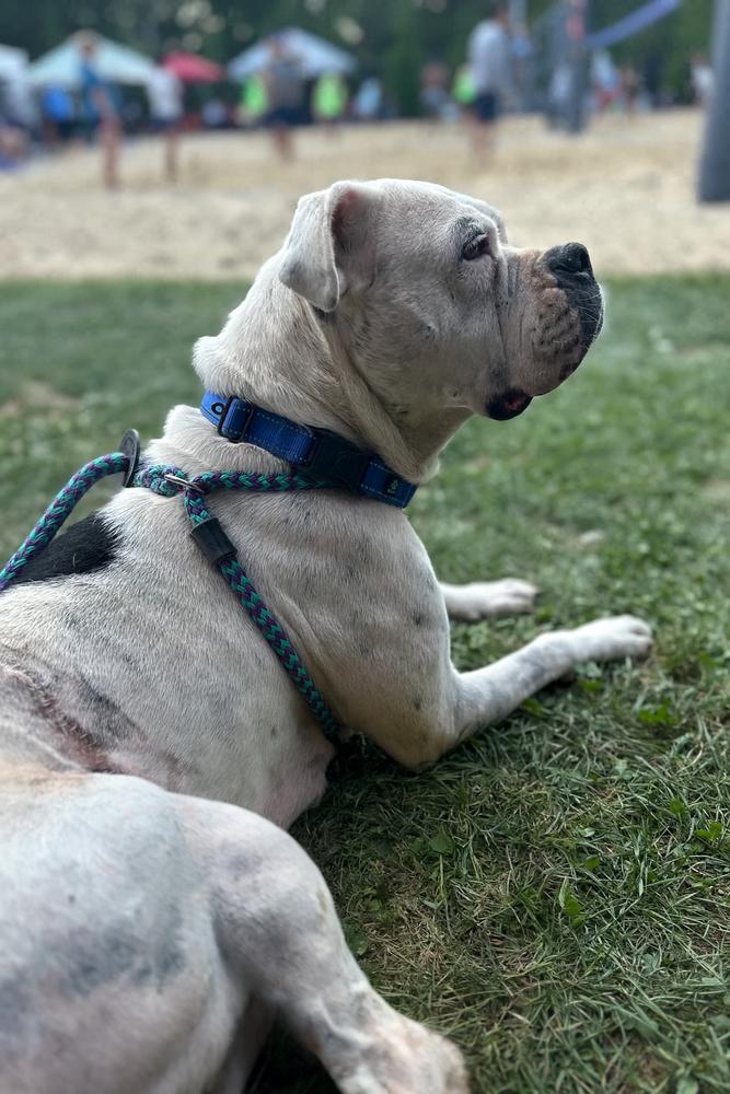 Lydia, a Adoptable mixed breed in Akron, OH image 6/6