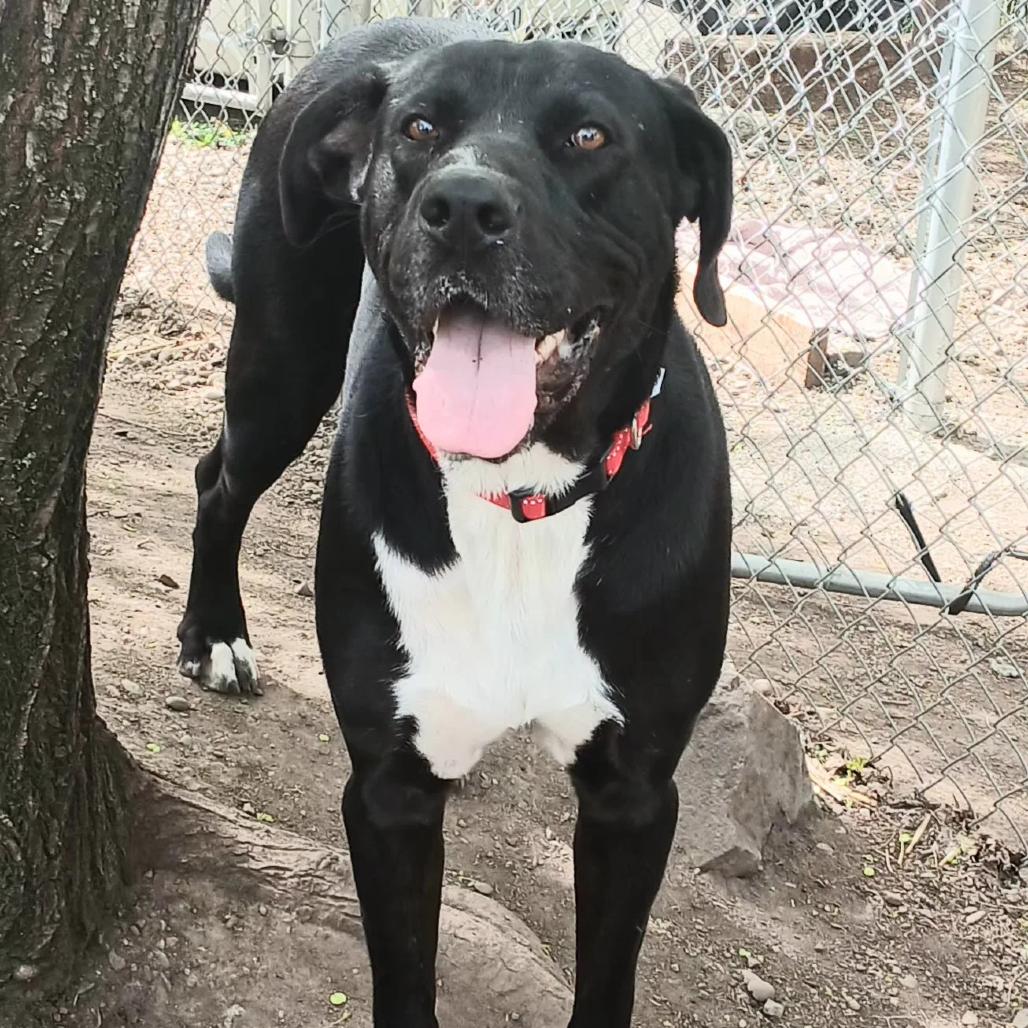 Pebbles aka Moose, Adoptable, Adult Male Great Dane & Labrador Retriever.