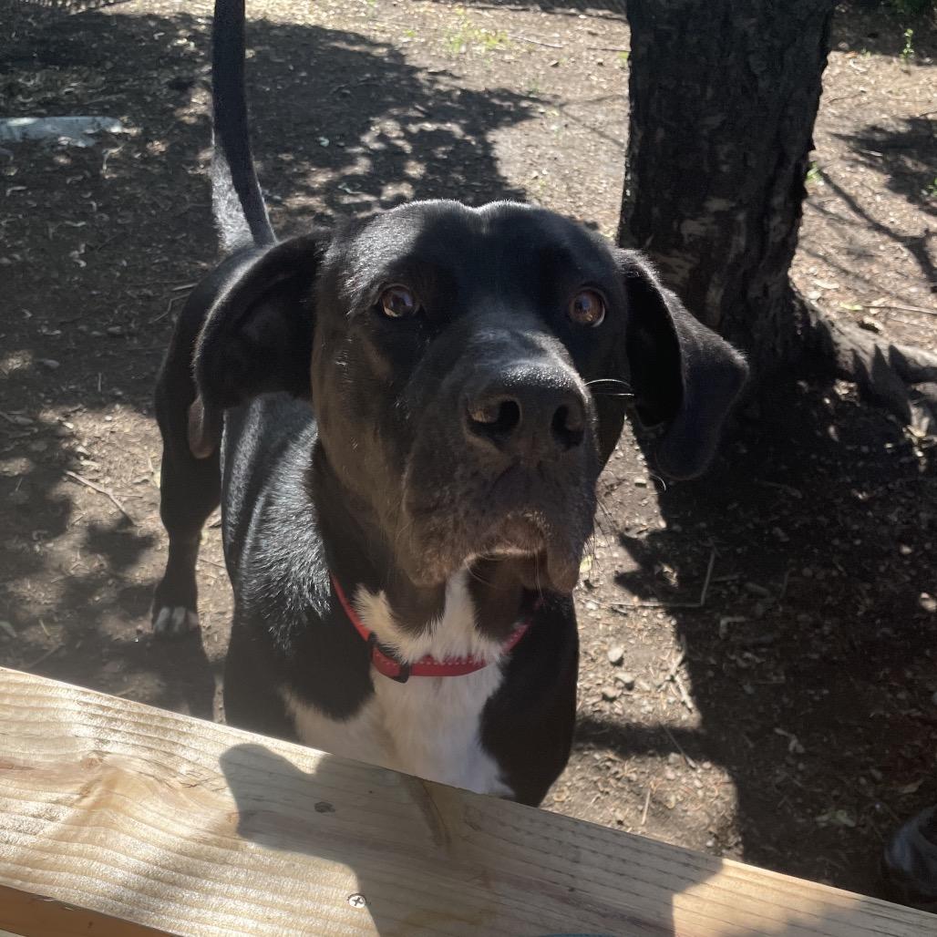 Pebbles aka Moose, a Adoptable mixed breed in Spokane, WA image 2/6