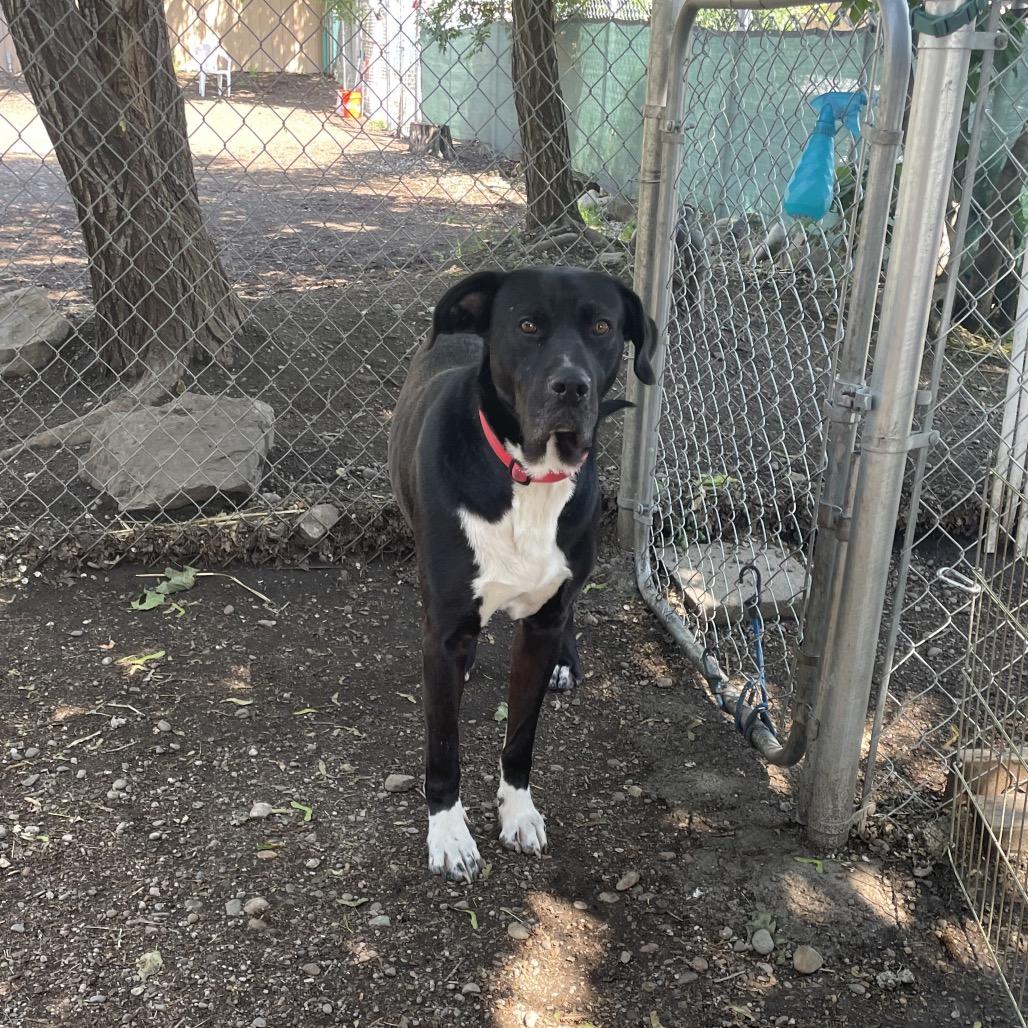 Pebbles aka Moose, a Adoptable mixed breed in Spokane, WA image 3/6
