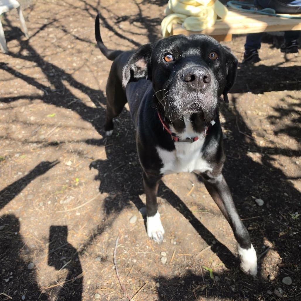 Pebbles aka Moose, a Adoptable mixed breed in Spokane, WA image 4/6
