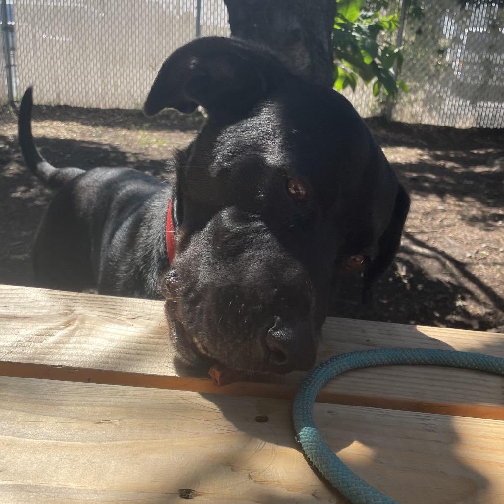 Pebbles aka Moose, a Adoptable mixed breed in Spokane, WA image 5/6
