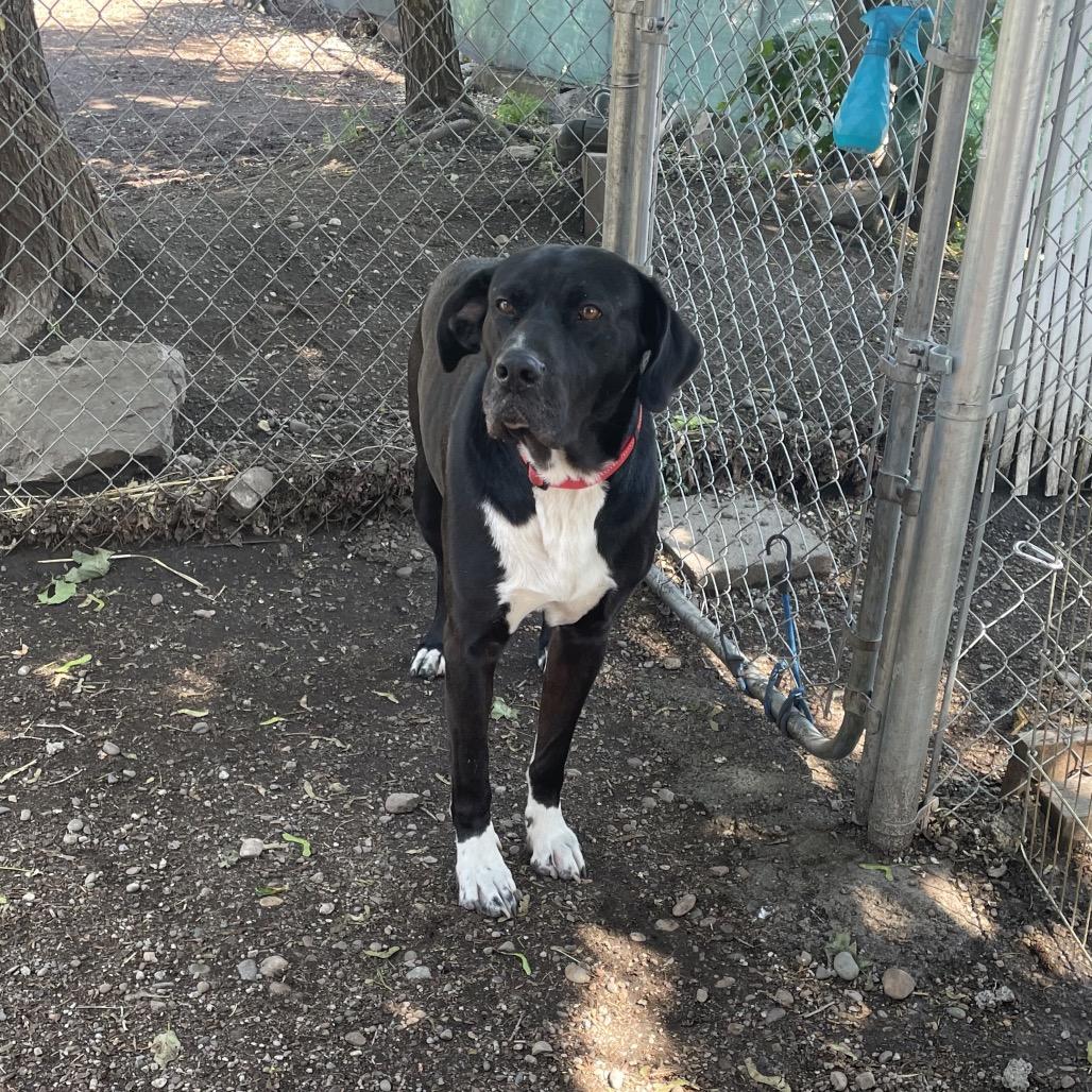 Pebbles aka Moose, a Adoptable mixed breed in Spokane, WA image 6/6
