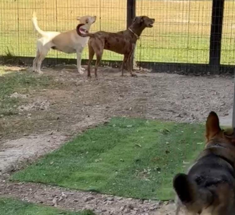 Enlarge Phoenix, a Adoptable mixed breed in Austin, TX image 3/6