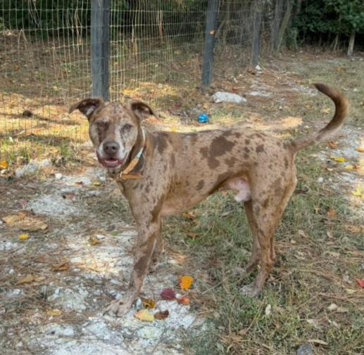 Enlarge Phoenix, a Adoptable mixed breed in Austin, TX image 5/6