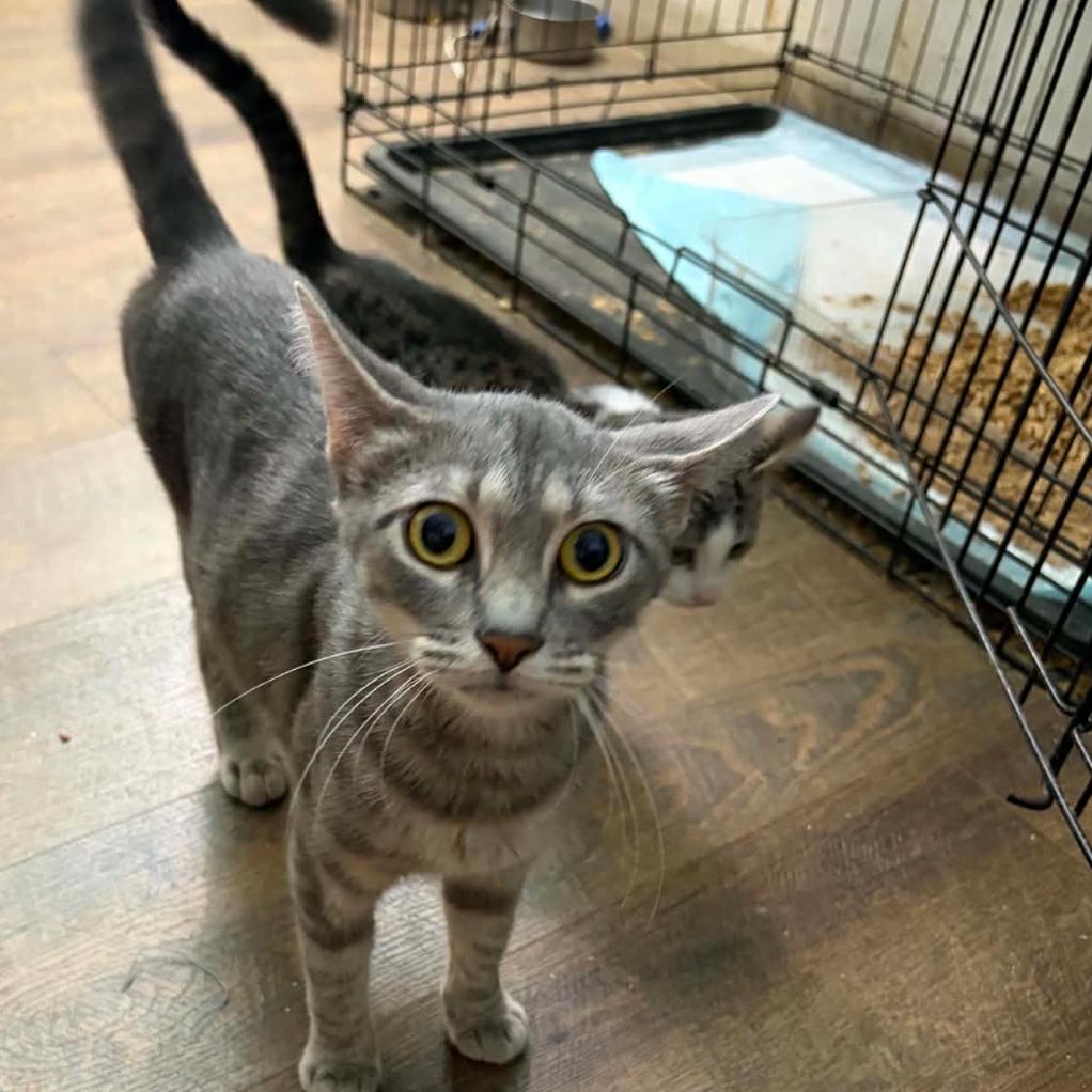 Holly, Adoptable, Adult Female Domestic Short Hair.