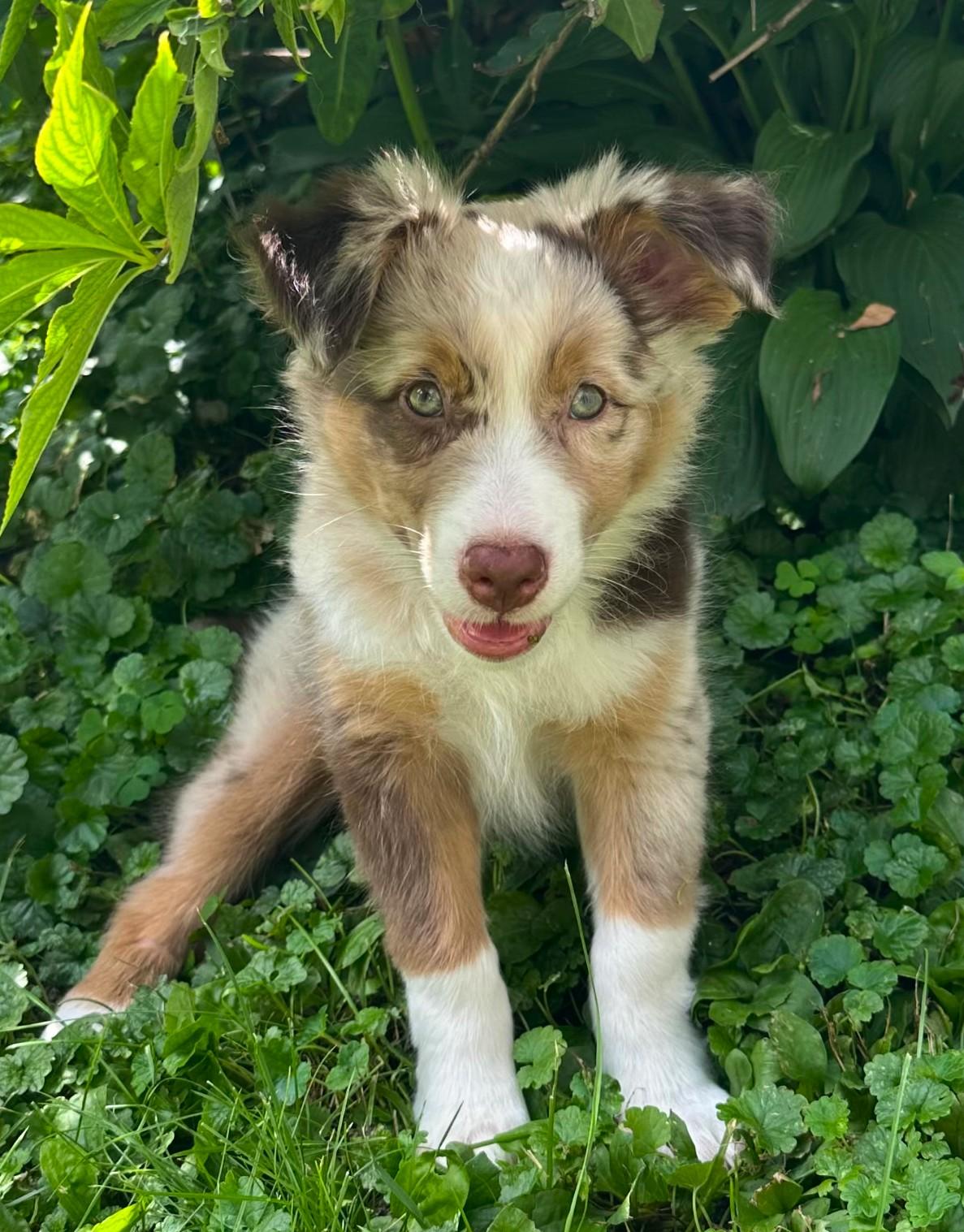 Rosie
