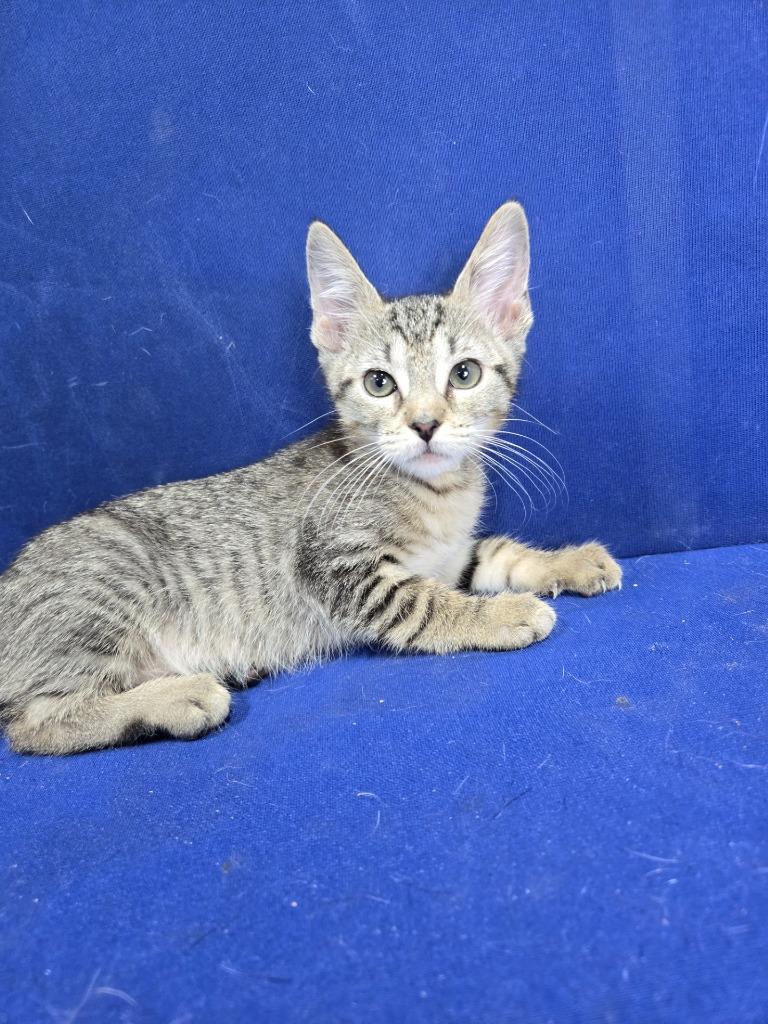 Bigfoot, Adoptable, Young Female American Shorthair.