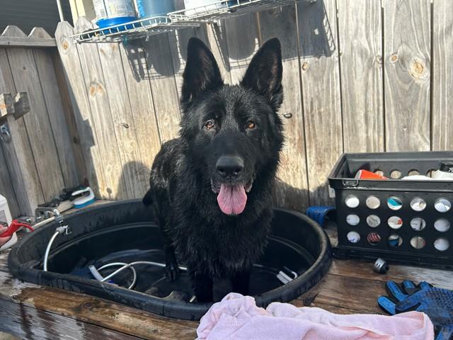 TALIA — thumbnail 2