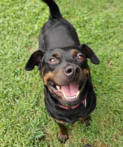 Nash, a Adoptable mixed breed in Spartanburg, SC image 1/3