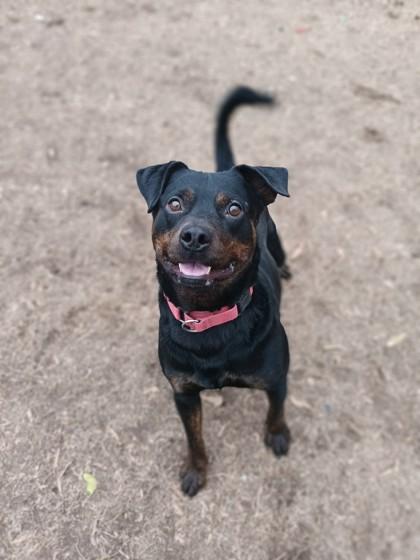 Nash, a Adoptable mixed breed in Spartanburg, SC image 3/3