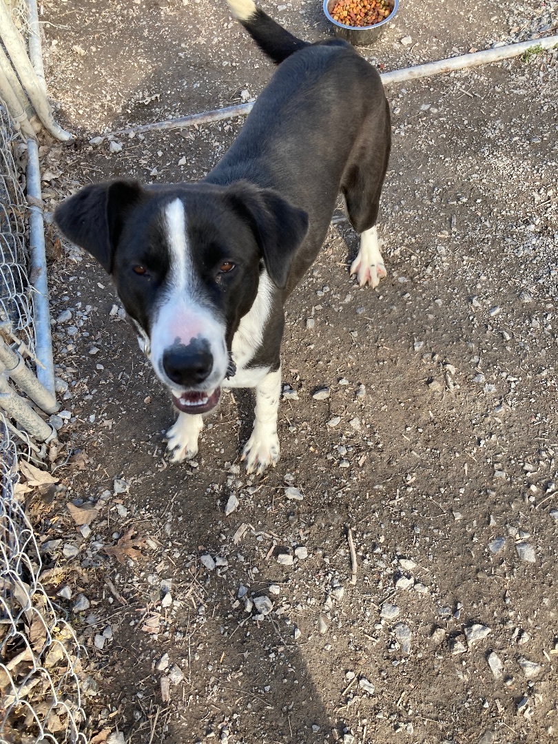 Trinity (Trixie), a Adoptable mixed breed in Shelbyville, TN image 1/3