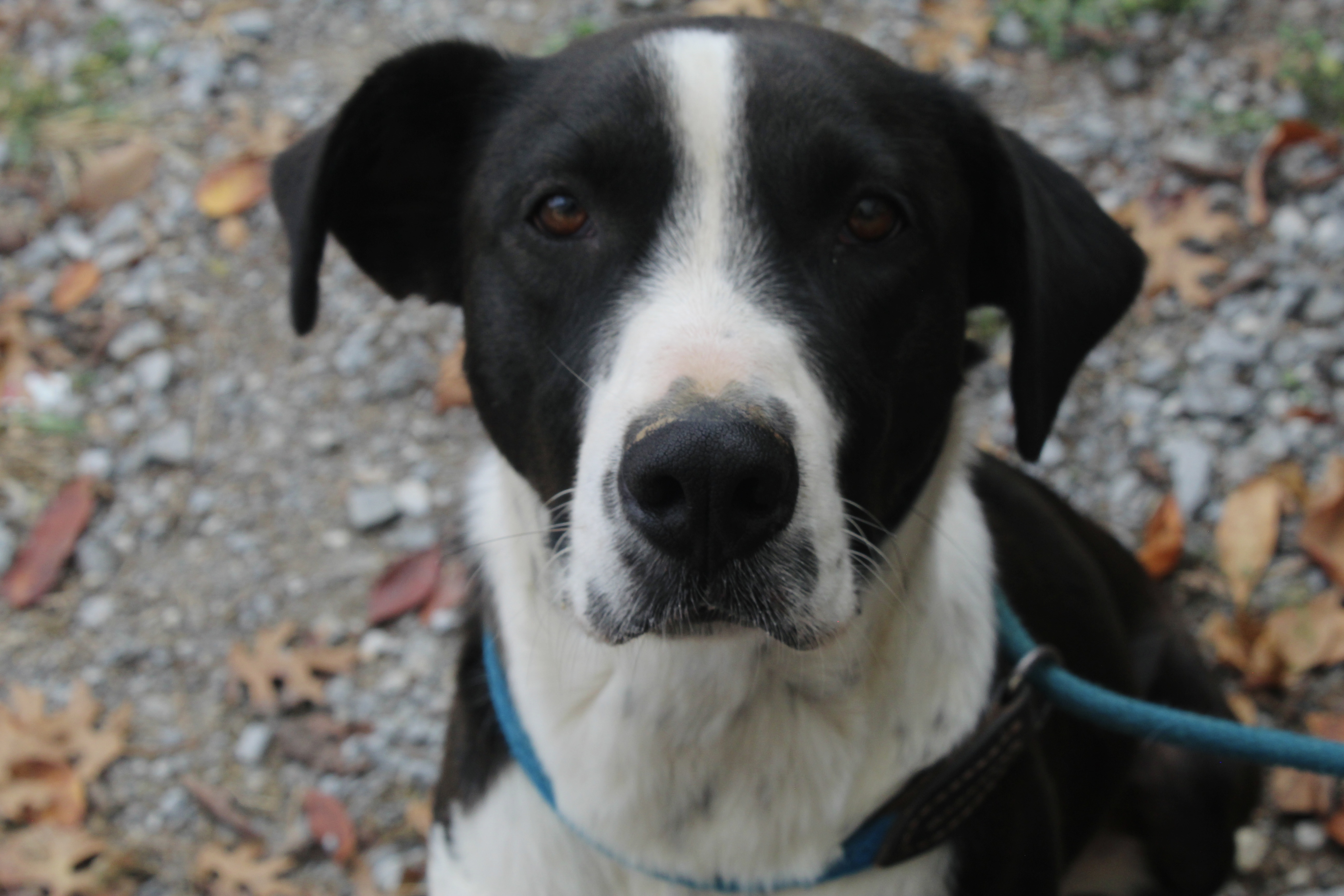 Trinity (Trixie), a Adoptable mixed breed in Shelbyville, TN image 2/3