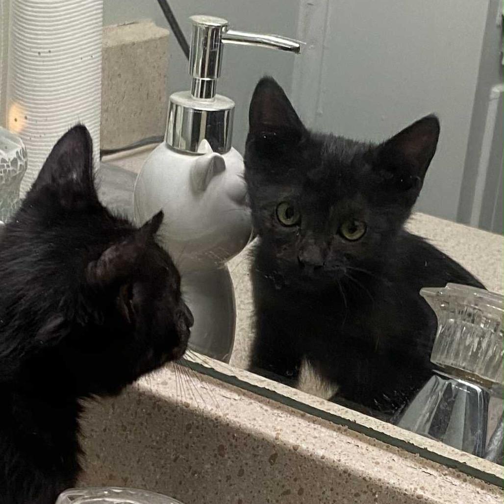 Scrapper, Adoptable, Kitten Male American Shorthair.