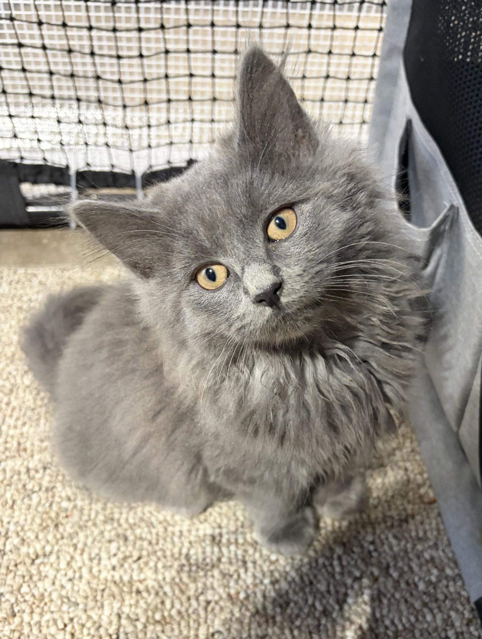 Dove, Adopted, Kitten Male Domestic Long Hair & Domestic Medium Hair.