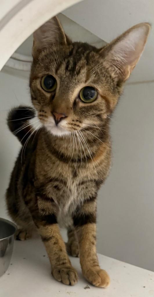 Fern, Adoptable, Young Female Domestic Short Hair.