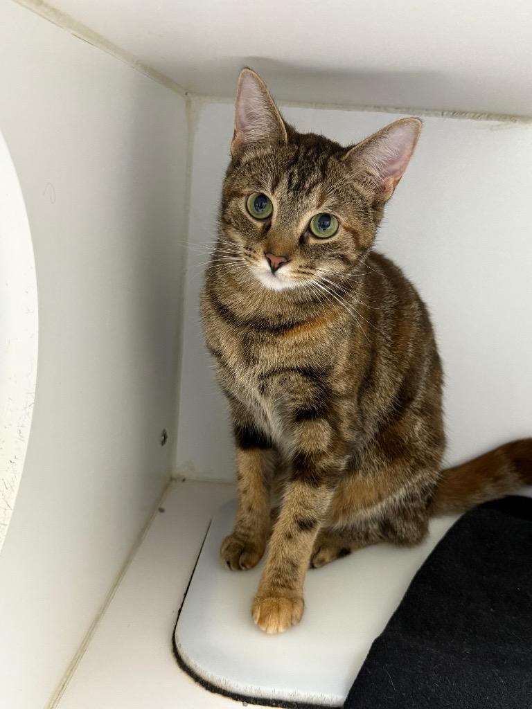 Enlarge Fern, a Adoptable mixed breed in Sapulpa, OK image 2/2