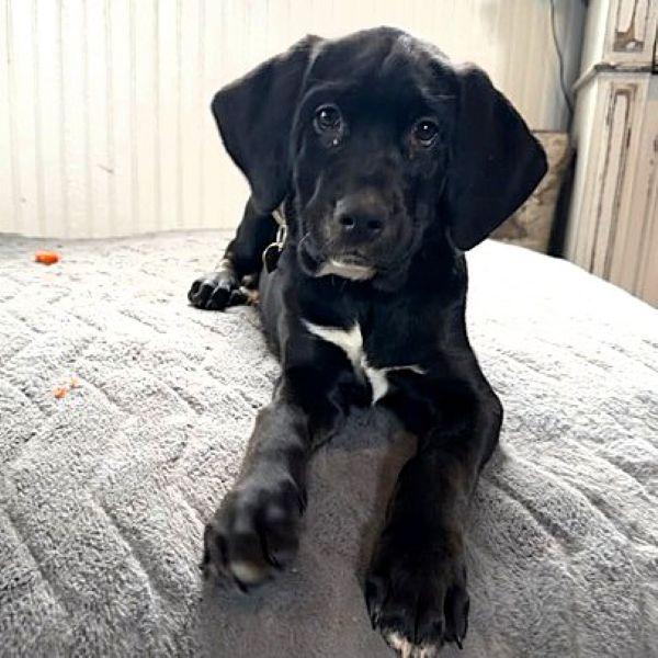 Enlarge Zipdrive, a Adoptable mixed breed in Fargo, ND image 1/3