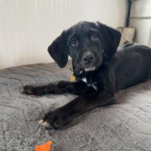 Enlarge Zipdrive, a Adoptable mixed breed in Fargo, ND image 2/3