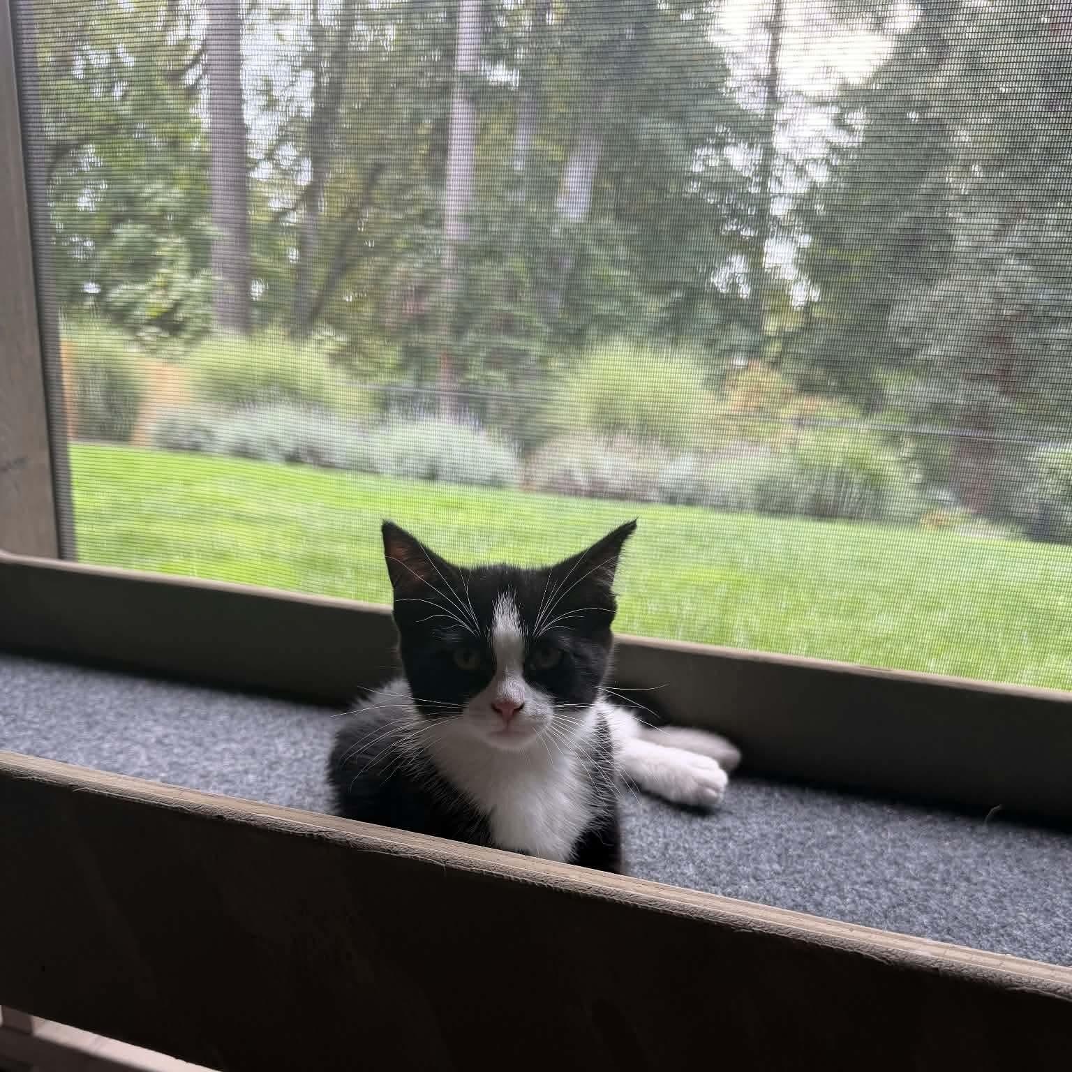 Enlarge Happy, a Adoptable Domestic Short Hair in Gladstone, OR image 5/5