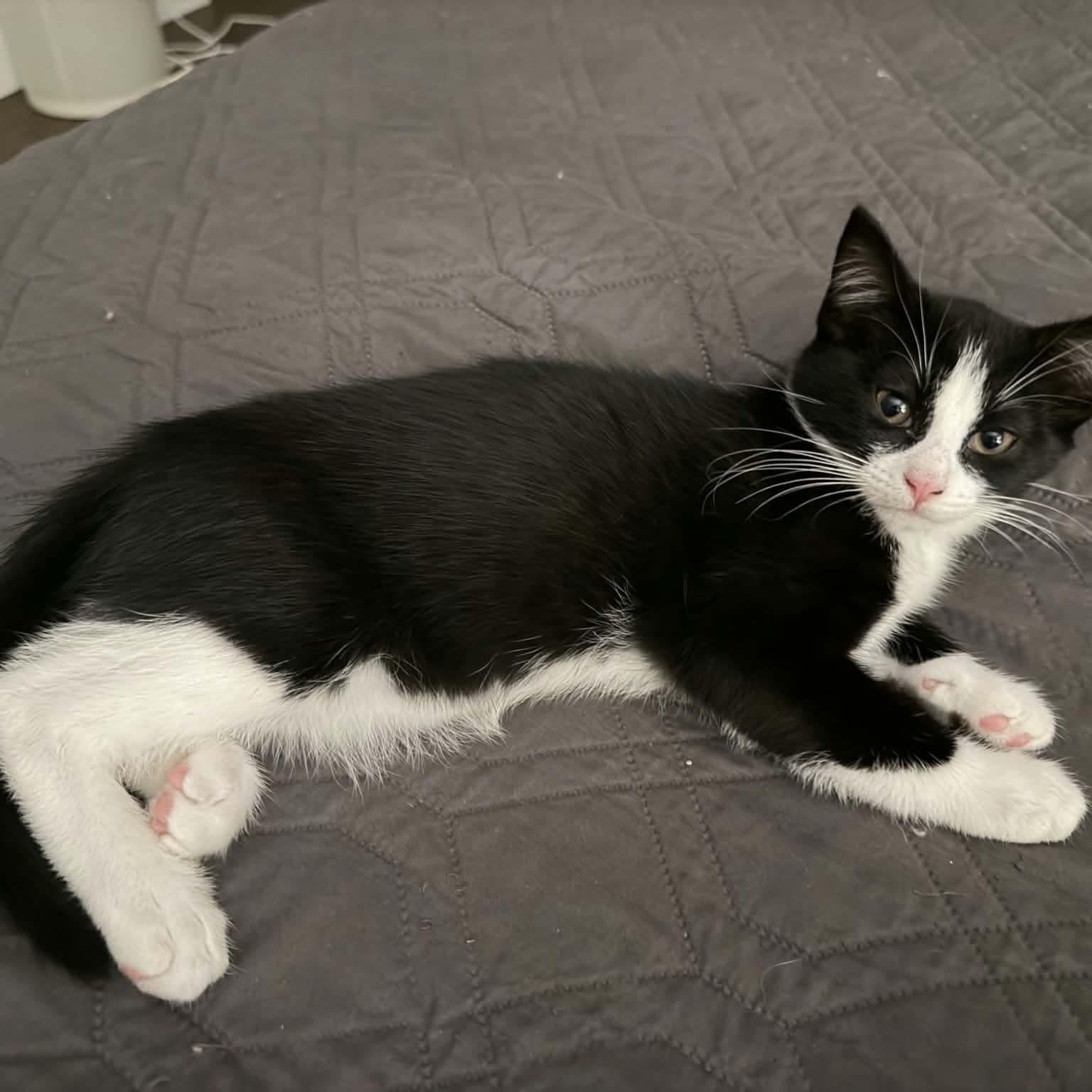 Enlarge Happy, a Adoptable Domestic Short Hair in Gladstone, OR image 4/5