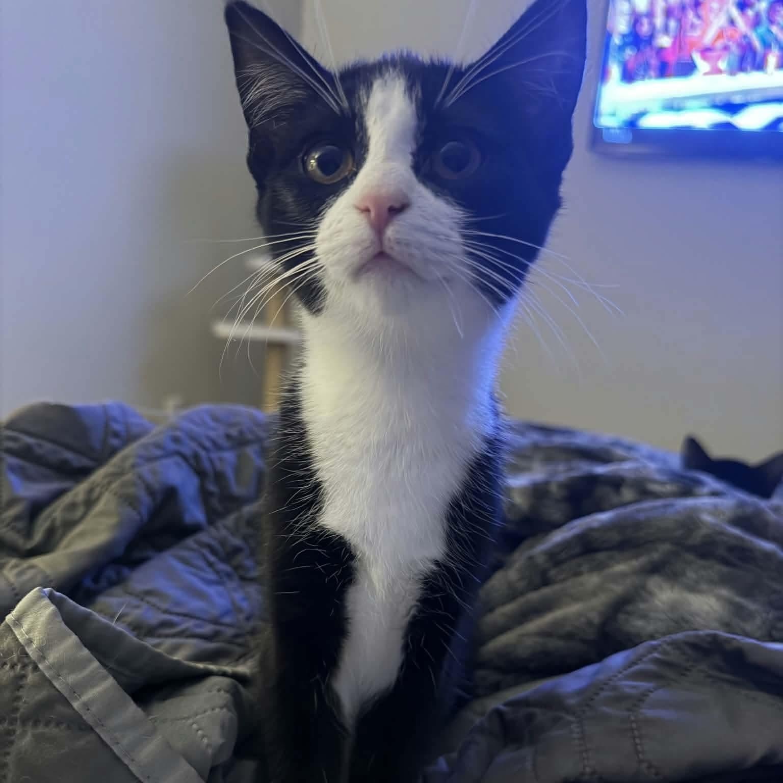 Enlarge Happy, a Adoptable Domestic Short Hair in Gladstone, OR image 1/5