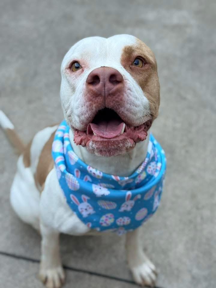 Enlarge Radha, a ADOPTABLE Pit Bull Terrier in Chicago, IL image 1/5