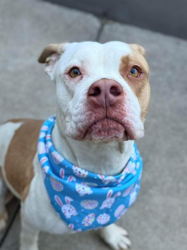 Enlarge Radha, a ADOPTABLE Pit Bull Terrier in Chicago, IL image 2/5