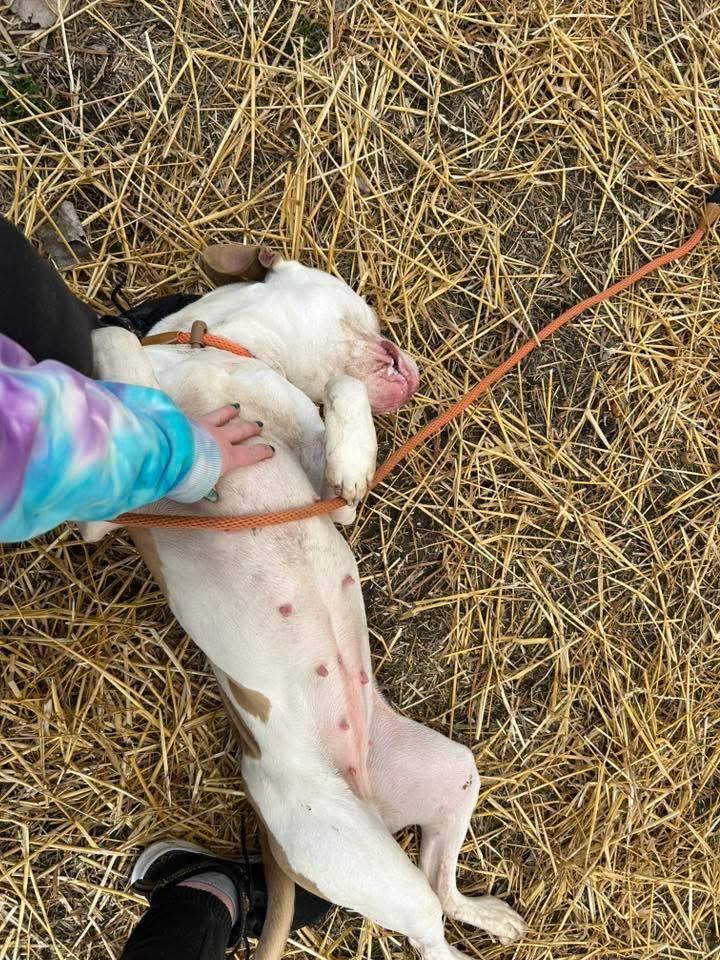 Enlarge Radha, a ADOPTABLE Pit Bull Terrier in Chicago, IL image 3/5