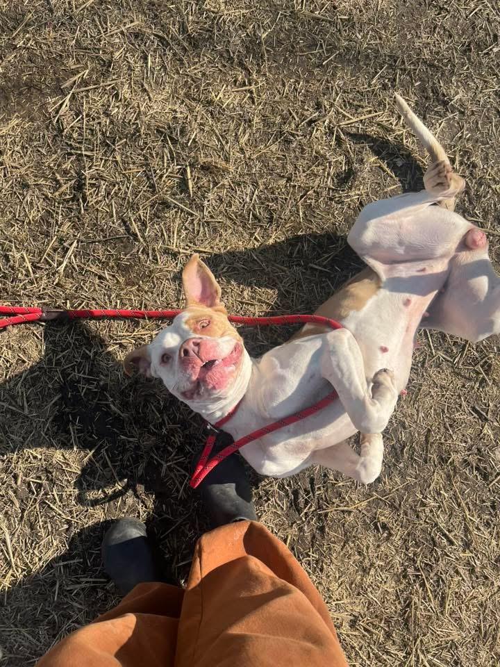 Enlarge Radha, a ADOPTABLE Pit Bull Terrier in Chicago, IL image 4/5