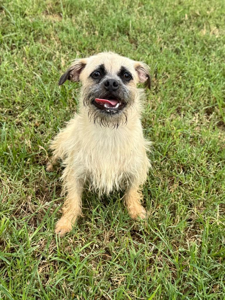 Kiwi, a Adoptable mixed breed in Canyon Lake, TX image 1/6