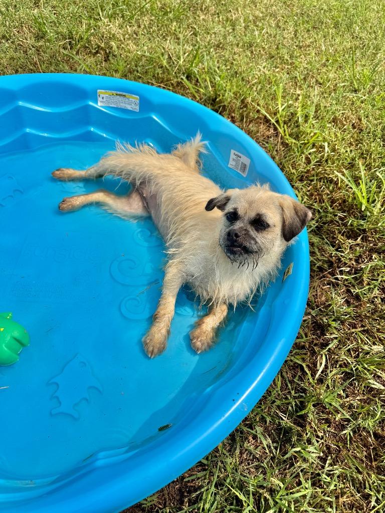 Kiwi, a Adoptable mixed breed in Canyon Lake, TX image 2/6