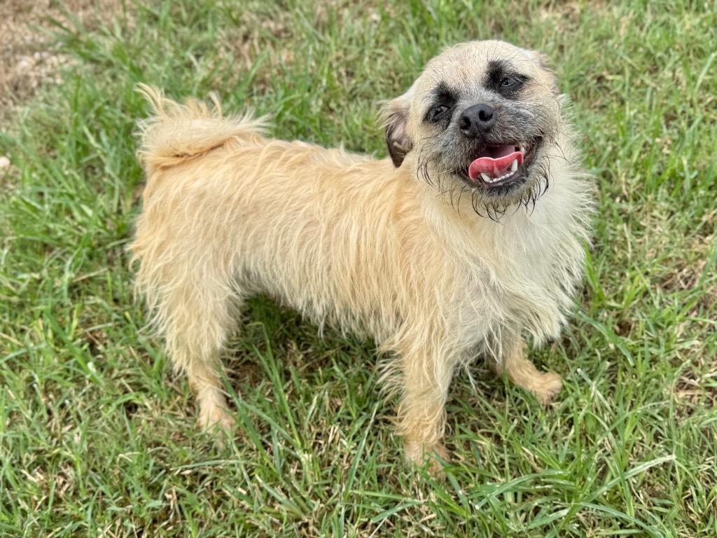 Kiwi, a Adoptable mixed breed in Canyon Lake, TX image 3/6