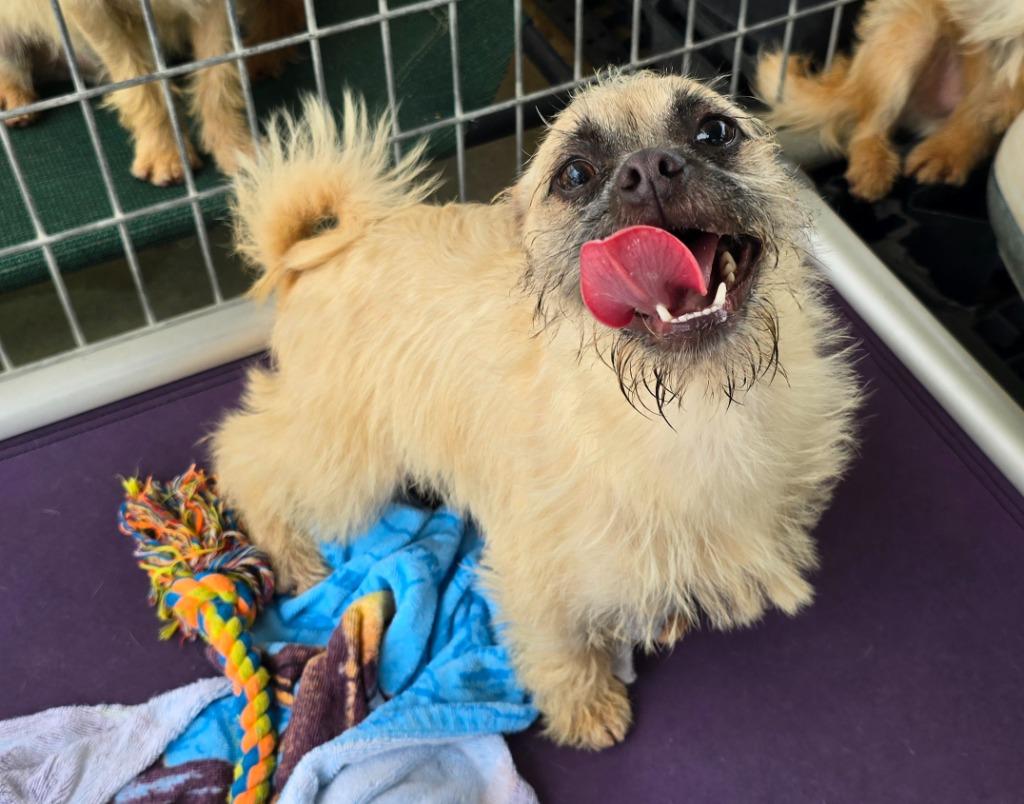 Kiwi, a Adoptable mixed breed in Canyon Lake, TX image 4/6