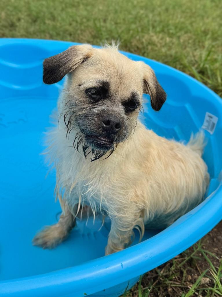 Kiwi, a Adoptable mixed breed in Canyon Lake, TX image 5/6