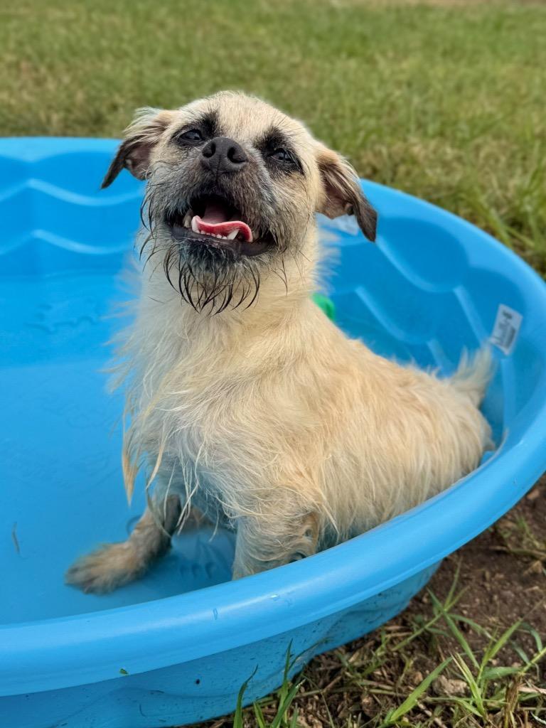 Kiwi, a Adoptable mixed breed in Canyon Lake, TX image 6/6