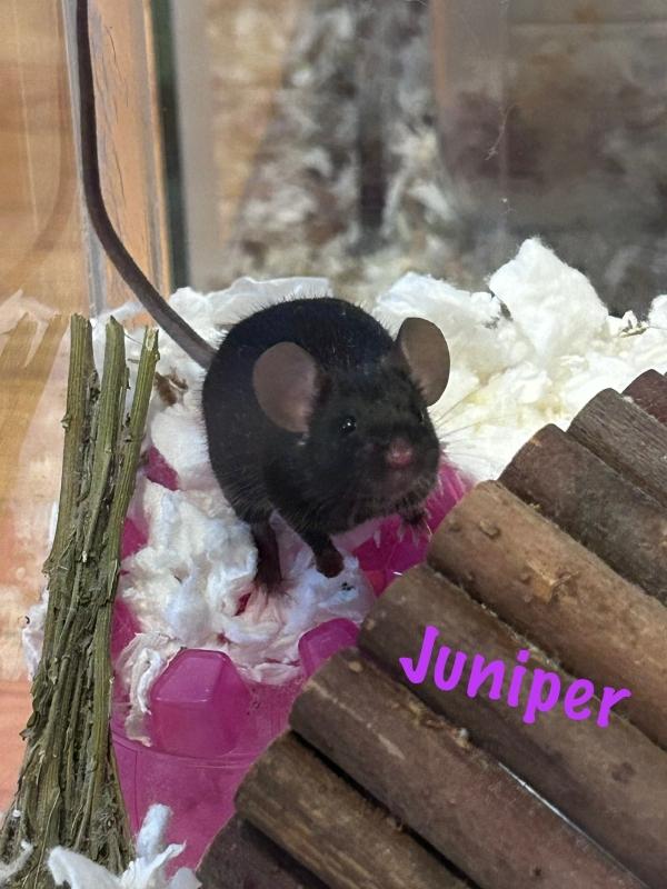 Enlarge Juniper & Willow (The Forest Girls), an adopted Mouse in Dedham, MA image 1/3