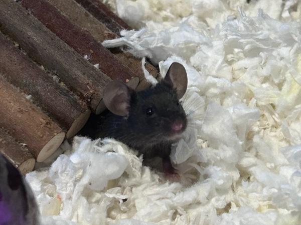 Enlarge Juniper & Willow (The Forest Girls), an adopted Mouse in Dedham, MA image 2/3