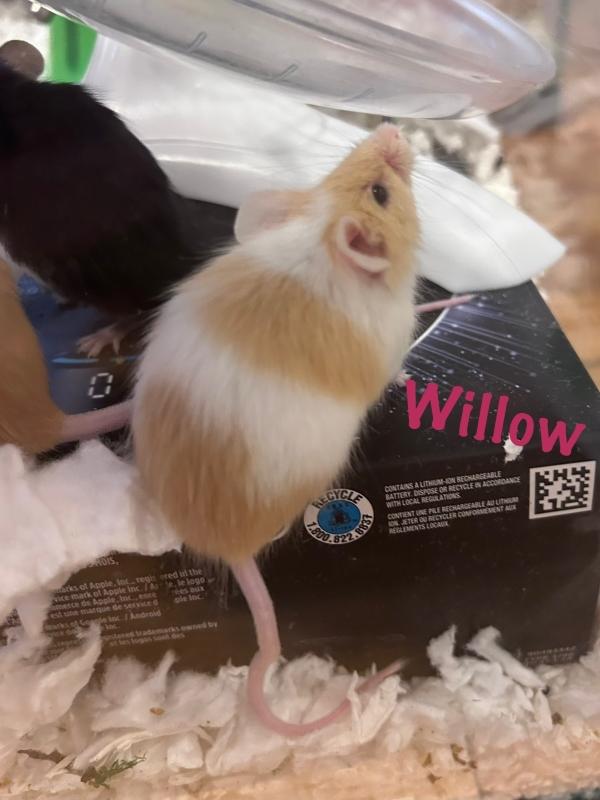 Enlarge Juniper & Willow (The Forest Girls), an adopted Mouse in Dedham, MA image 3/3