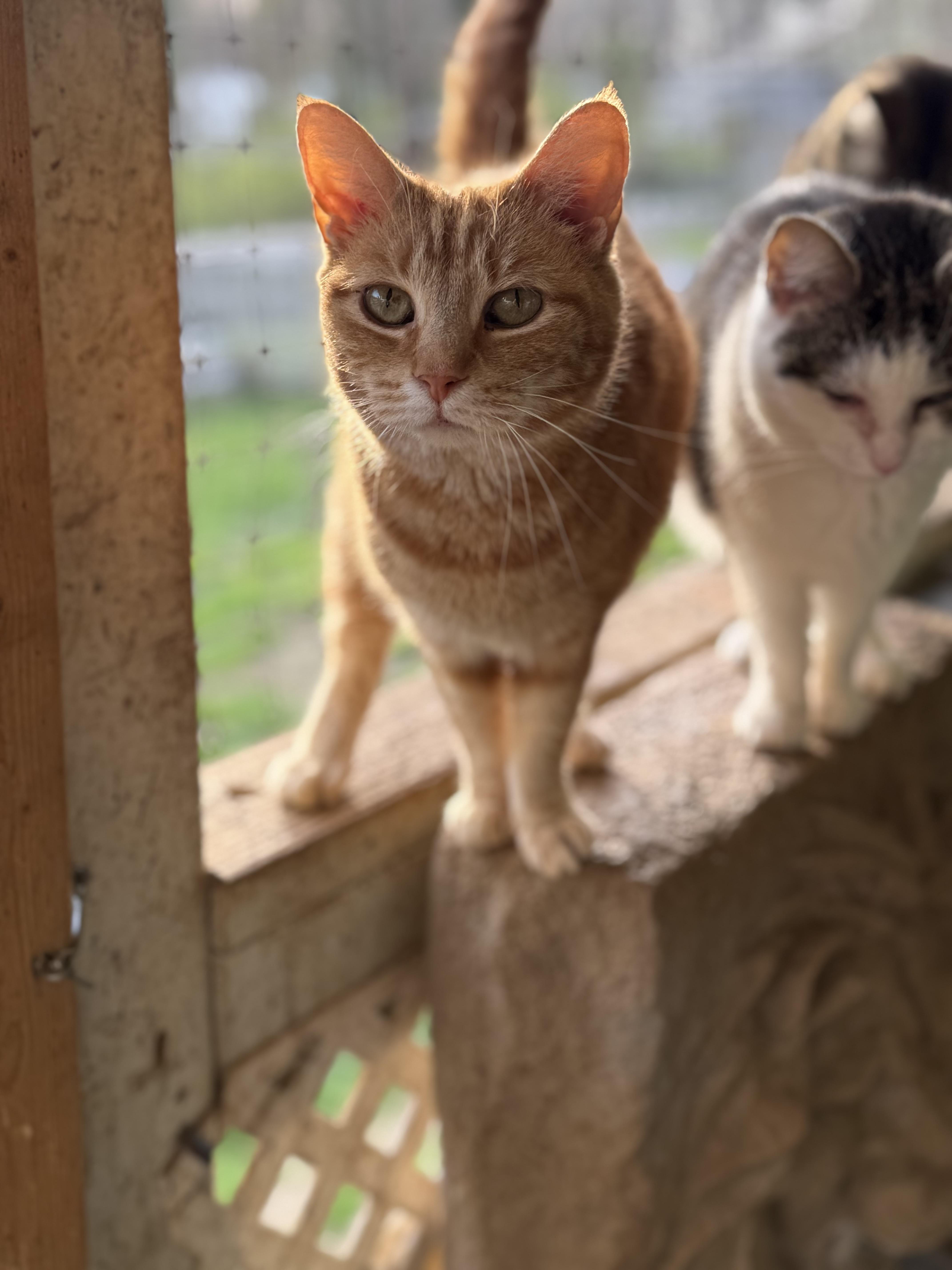 Peaches2, a ADOPTABLE Domestic Short Hair in Johnson City, TN image 2/2