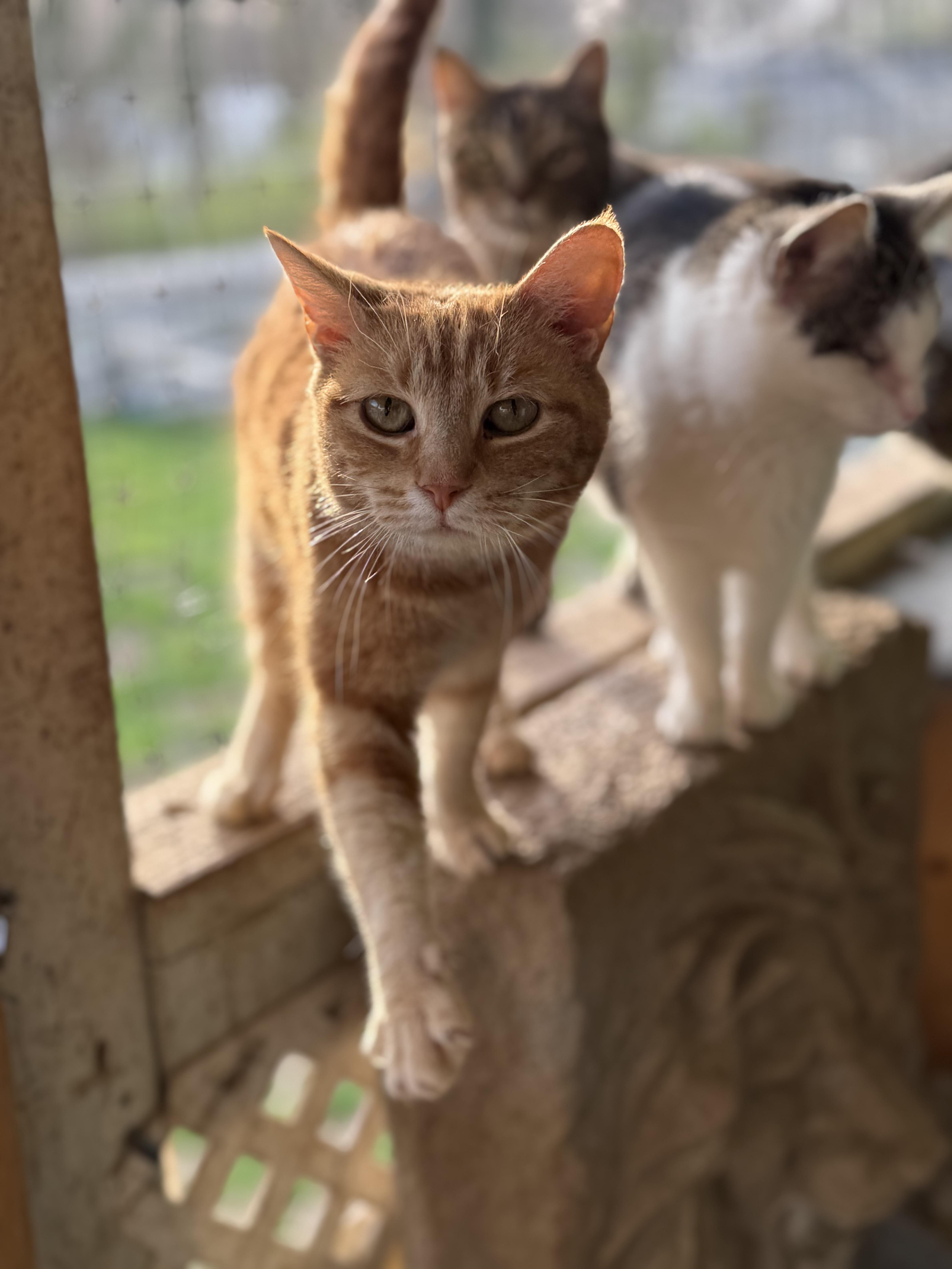 Peaches2, ADOPTABLE, Senior Female Domestic Short Hair.