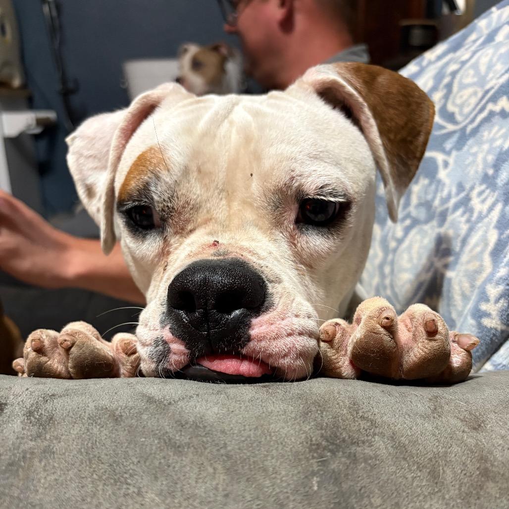 Opal, Adoptable, Adult Female Boxer & Terrier.