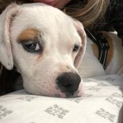 Enlarge Opal, a Adoptable mixed breed in Riverside, CA image 2/6