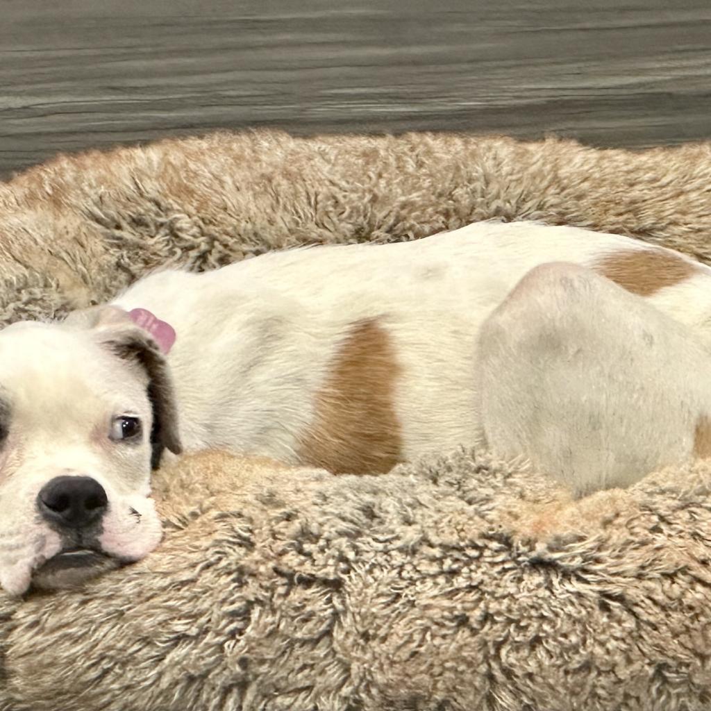 Enlarge Opal, a Adoptable mixed breed in Riverside, CA image 3/6